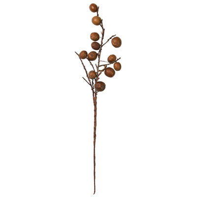 Botanical - Chinaberry