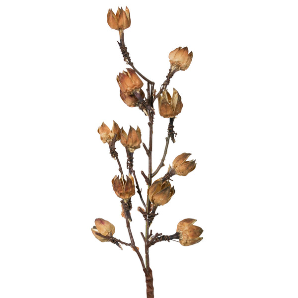 Botanical - Cotton Pod