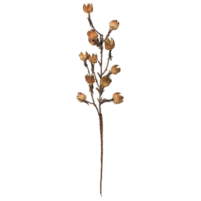 Botanical - Cotton Pod