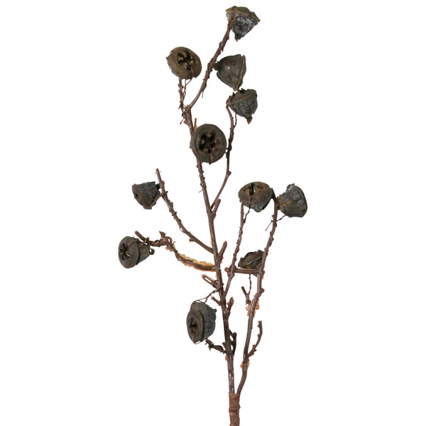 Botanical - Eucalyptus Pod