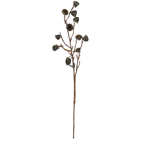 Botanical - Eucalyptus Pod