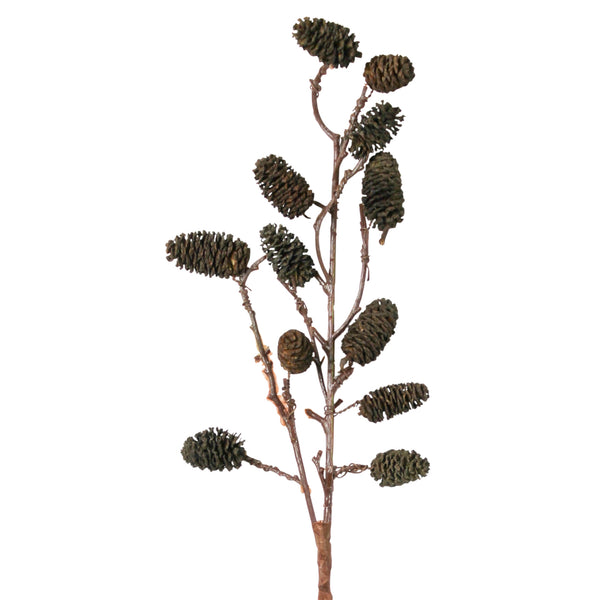 Botanical - Seaside Alder
