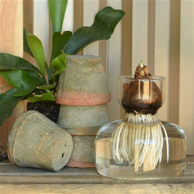 Bulb Vase, Wide Bottom, Glass