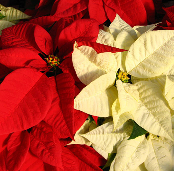 Combo Poinsettia / Red + White