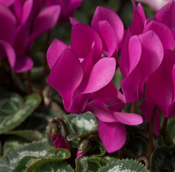 Purple Cyclamen