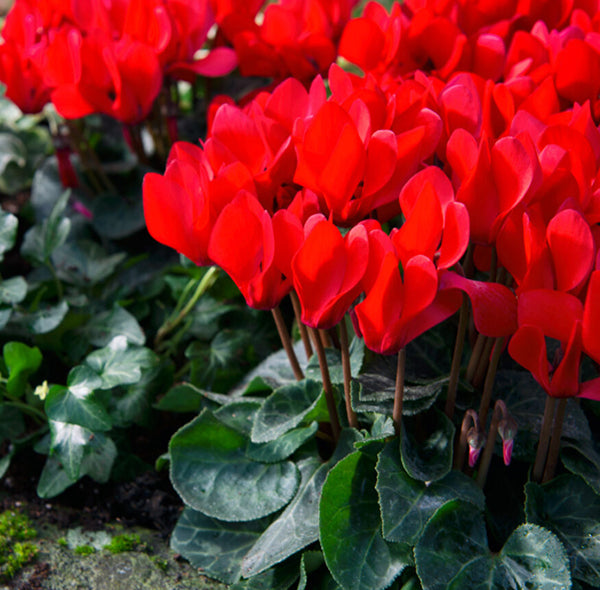 Red Cyclamen