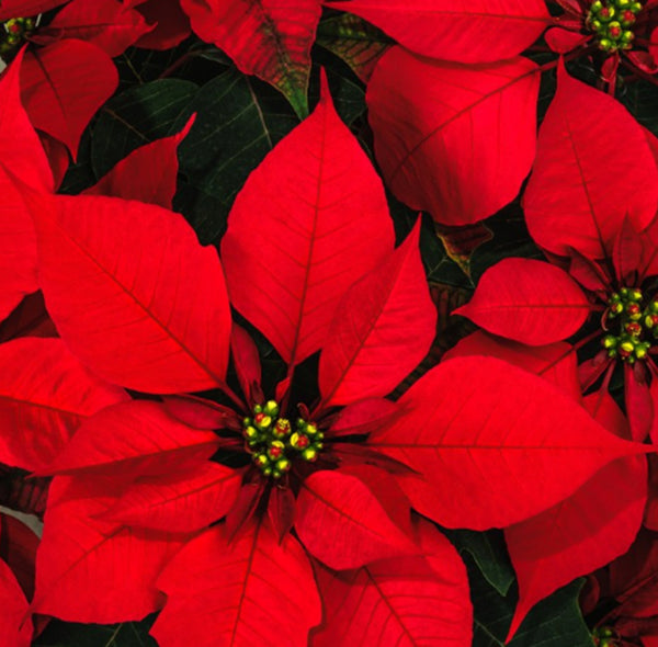 Red Poinsettia