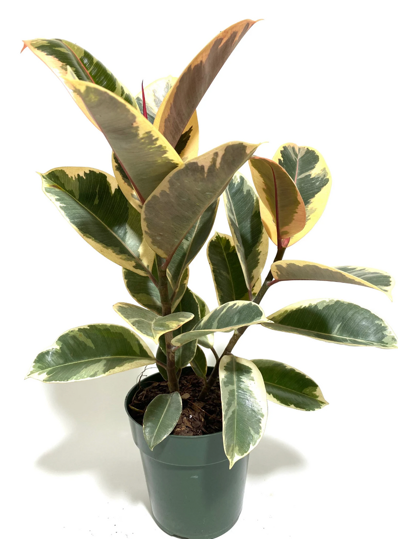 6" Ficus Tineke