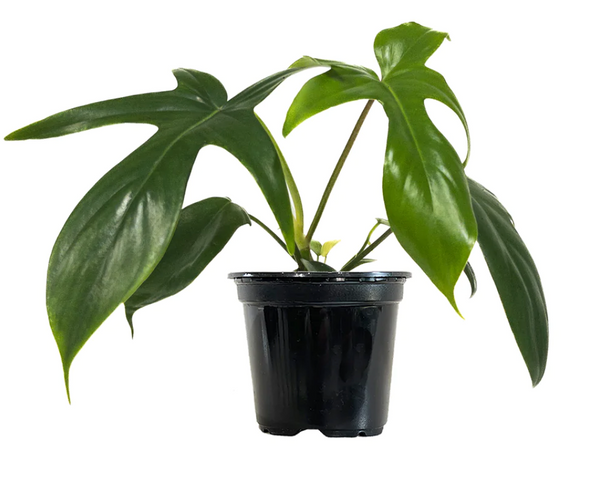 6" Philodendron 'Florida'