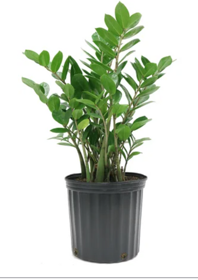 of 10 zz plant 10