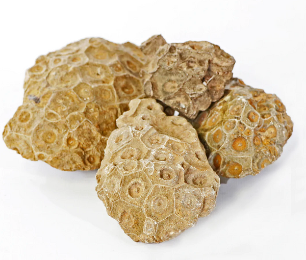 Petrified Coral, Large