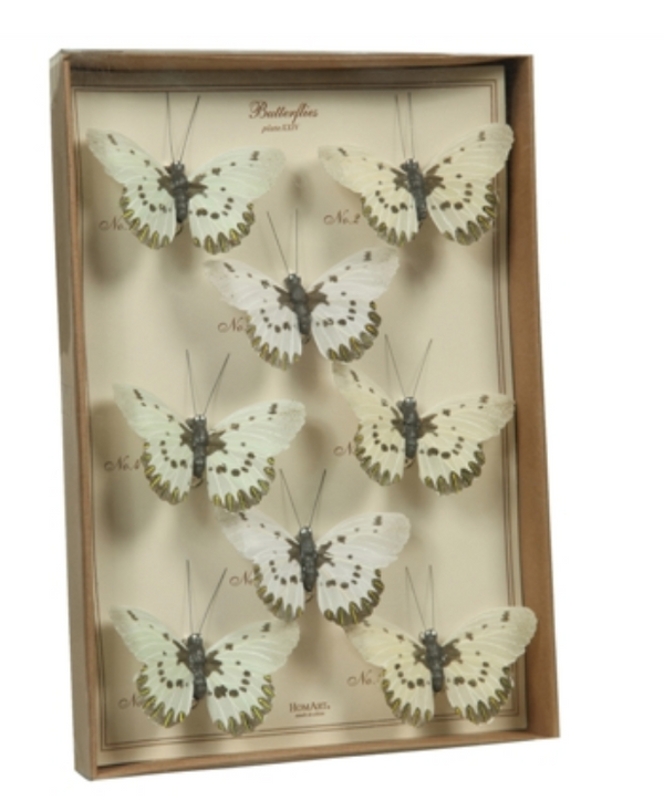 Butterfly Specimen Box - White-Brown