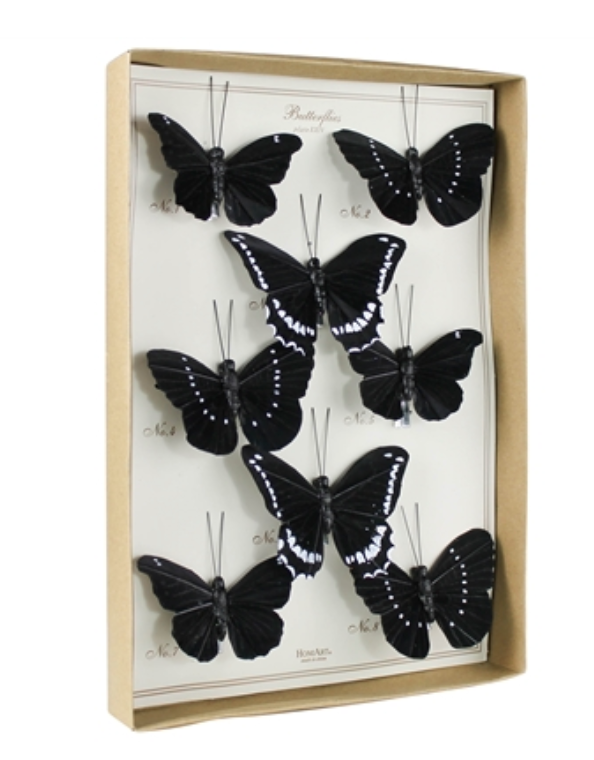 Butterfly Specimen Box - Black