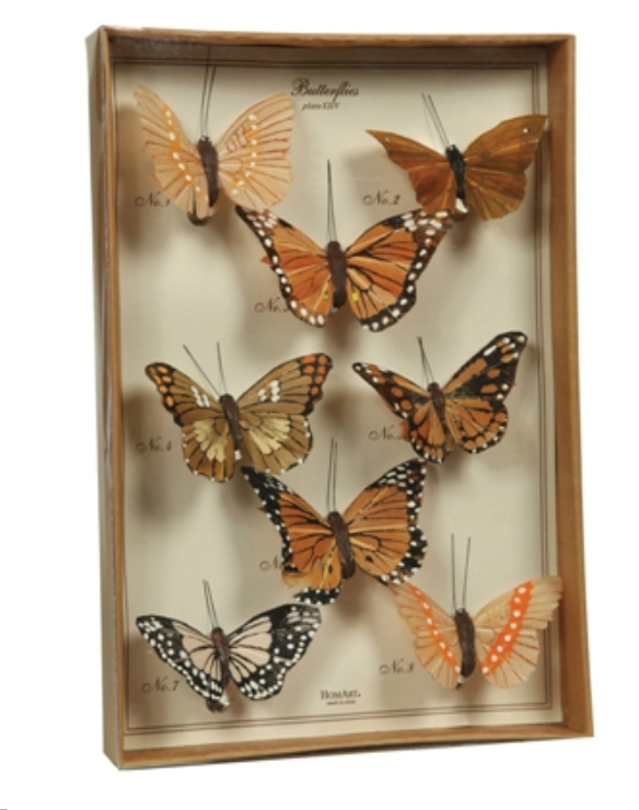 Butterfly Specimen Box - Brown