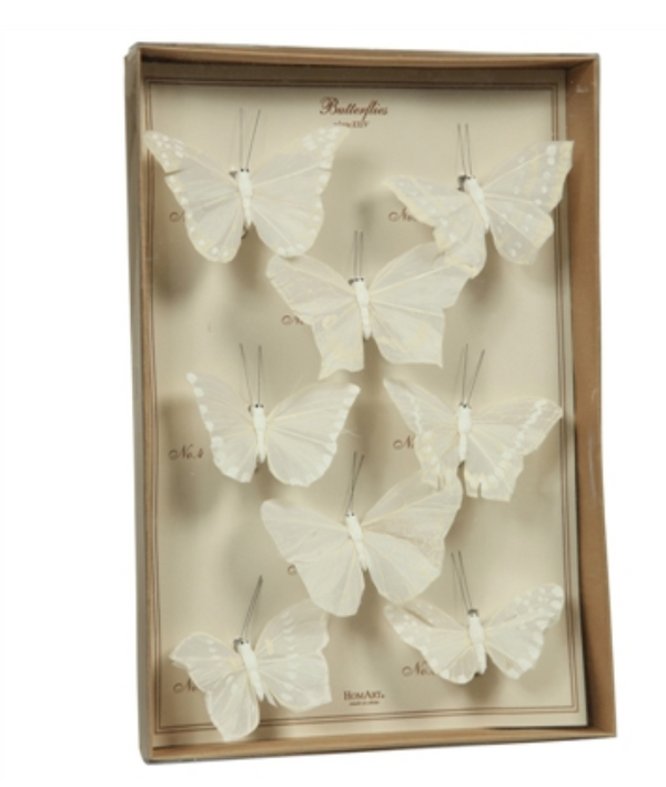 Butterfly Specimen Box - White