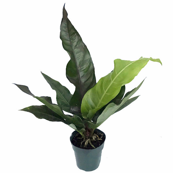anthurium water dragon care 6