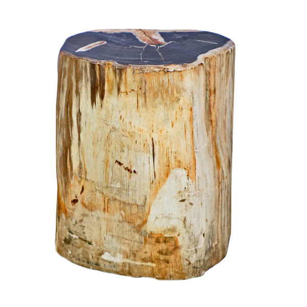 Polished Petrified Wood Side Table